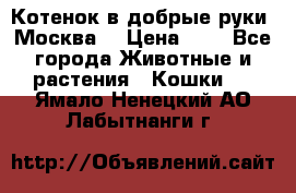 Котенок в добрые руки. Москва. › Цена ­ 5 - Все города Животные и растения » Кошки   . Ямало-Ненецкий АО,Лабытнанги г.